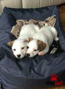 Ράτσα: Τζακ Ράσελ Τεριέ - Jack Russell Terrier | Ηλικία: 3 μηνών | Φύλο: Θηλυκό | Αρ. Microchip: 985116909564721 | Ιδιώτης | Εκπαιδευμένο | Pedigree | Περιοχή: Αθήνα, Αττική